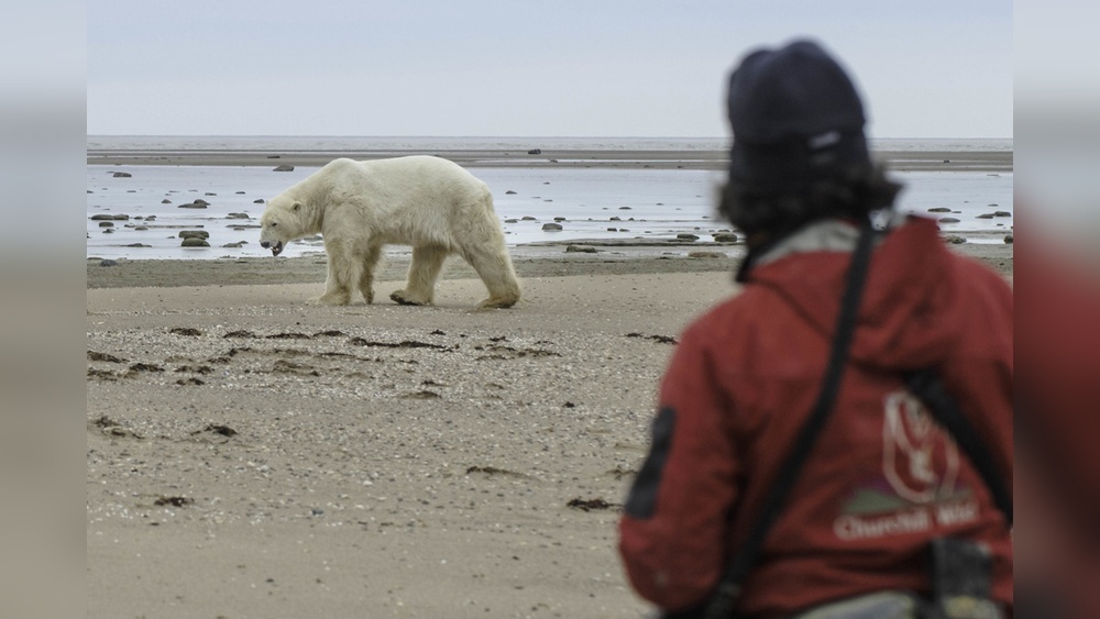 Churchill Polar Bears Travel Guide: Ultimate Tips for an Epic Adventure